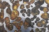 Polished Sericho Pallasite Meteorite ( g) Slice - Kenya #348919-1
